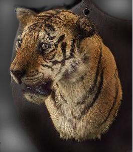 TIGERHEAD[2].jpg